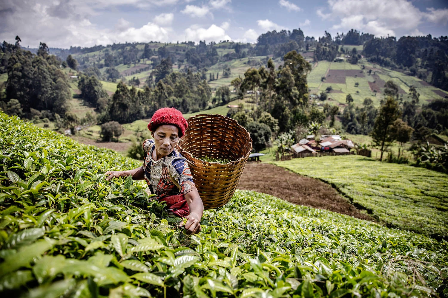 Nuwara Eliya