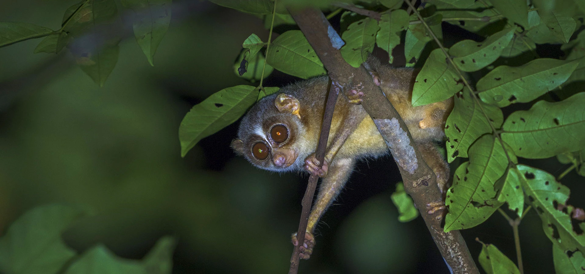 Sinharaja Forest Reserve