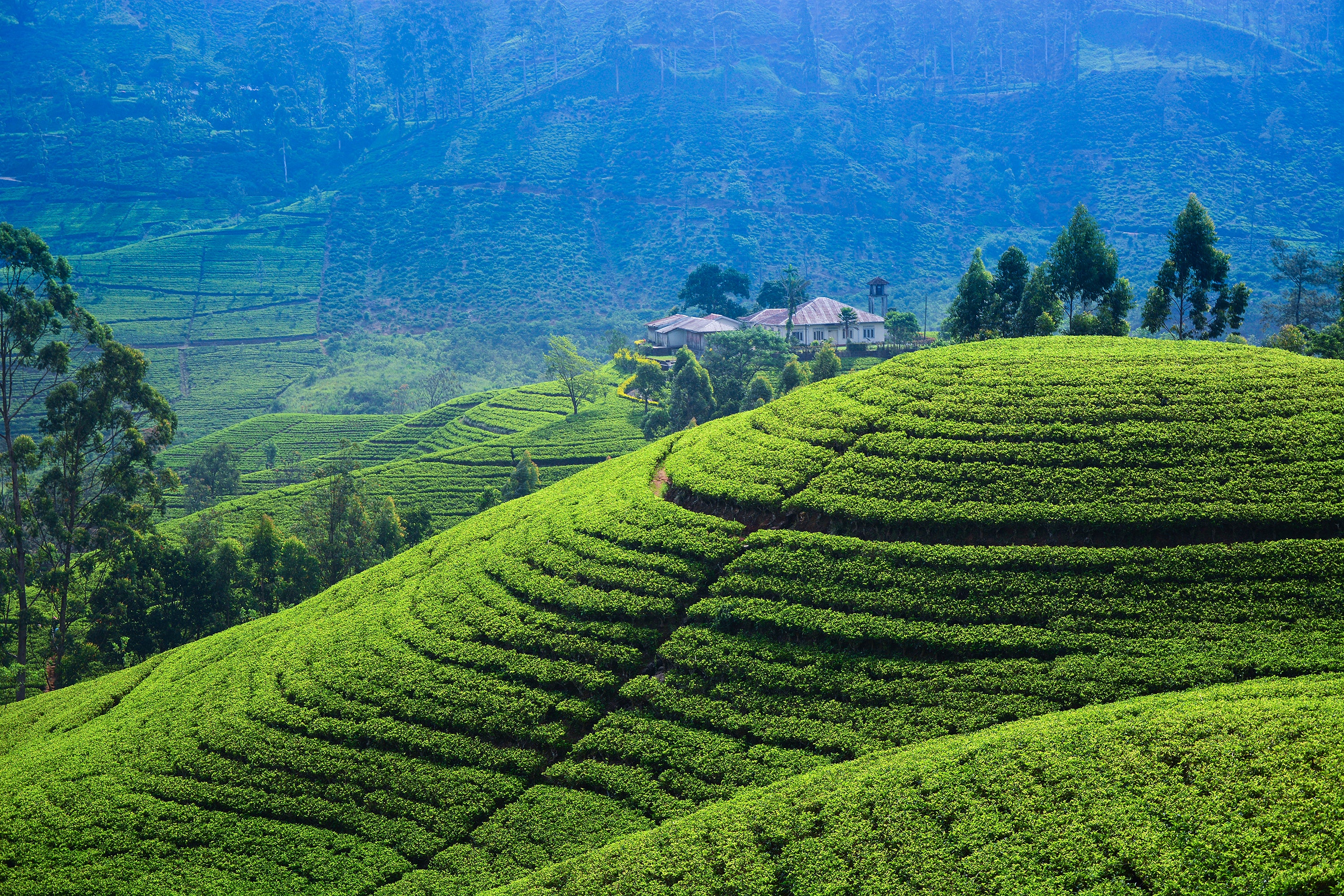 Nuwara Eliya